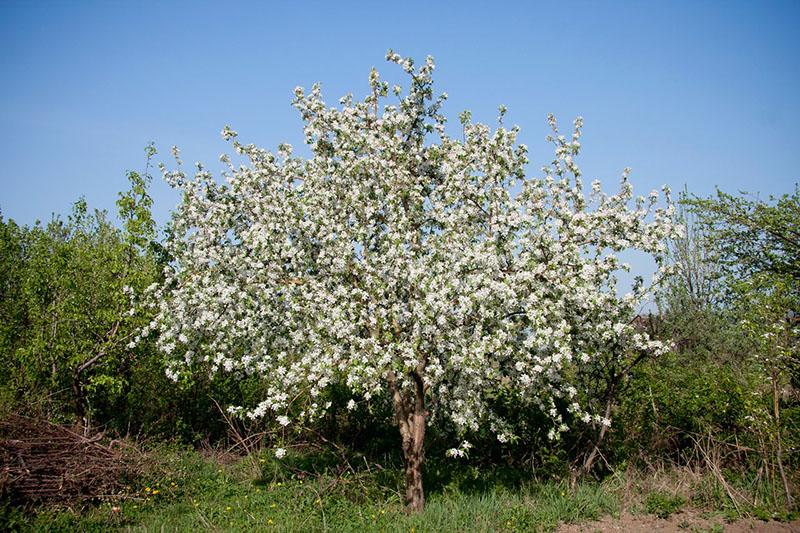 appelboom bloeit sterretje