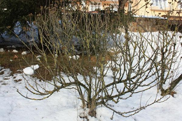 Hibiscus voorbereiden op de winter