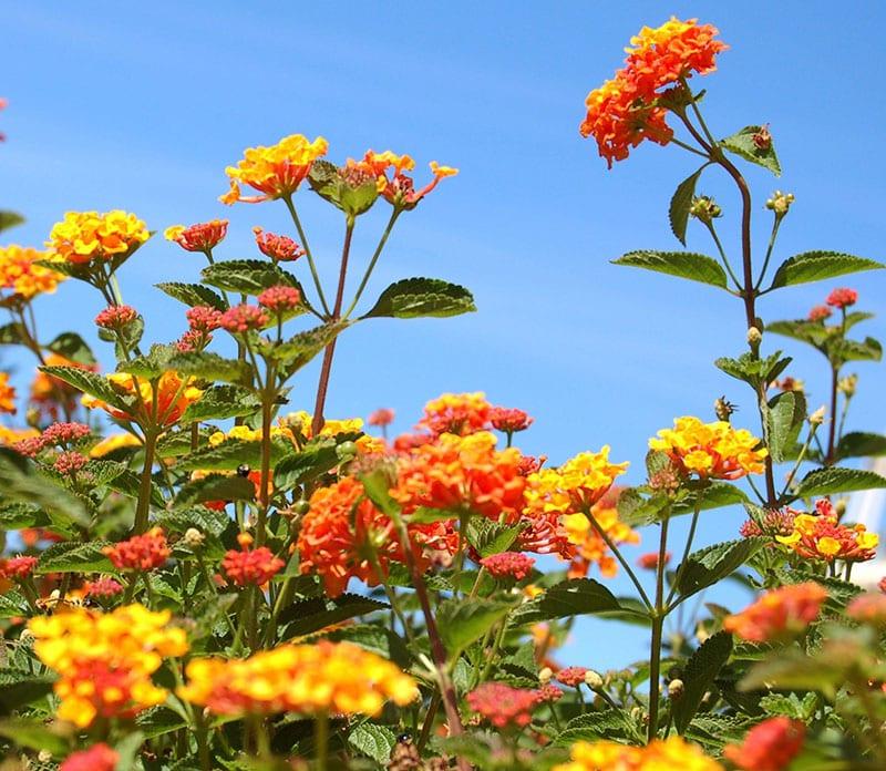 lantana duge cvatnje