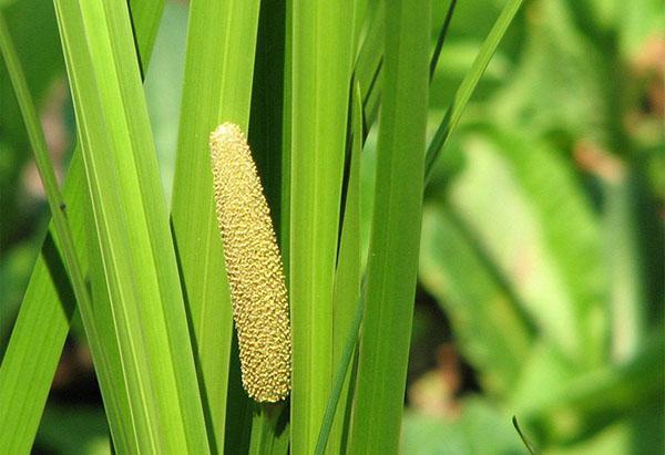 calamus na licu mjesta