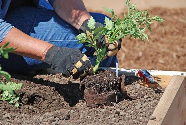 zaailingen in de volle grond planten