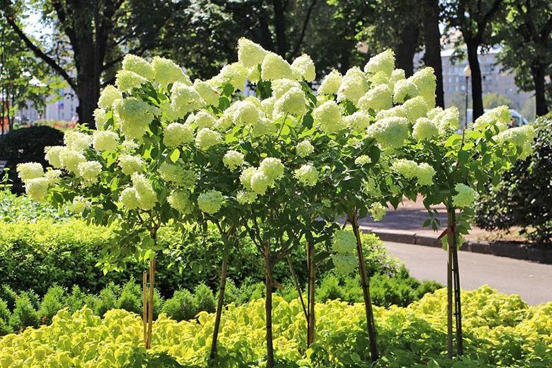 hortensia op stam