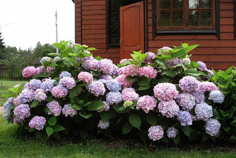 weelderige hortensia bloei