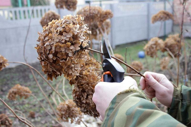 hortensia snoeien droogbloemen verwijderen