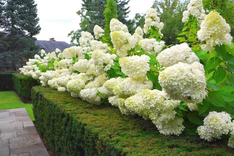 hortensia's van verschillende soorten snoeien