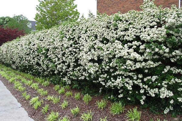 spirea haag