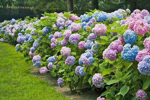 hortensia als haag