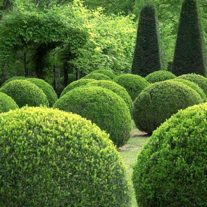 decoratief kapsel buxus