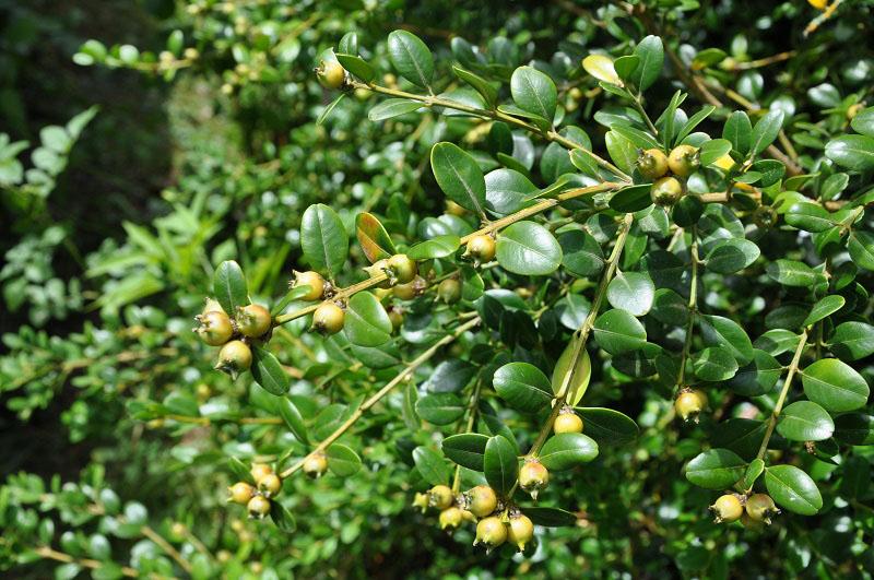 buxus bloeit