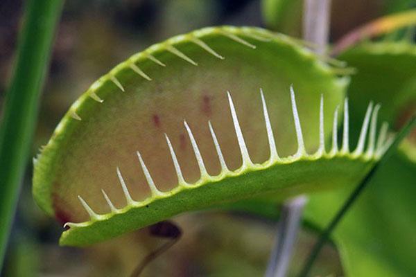 venus flytrap voedt zich alleen met levende organismen