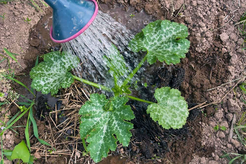 Courgette water geven