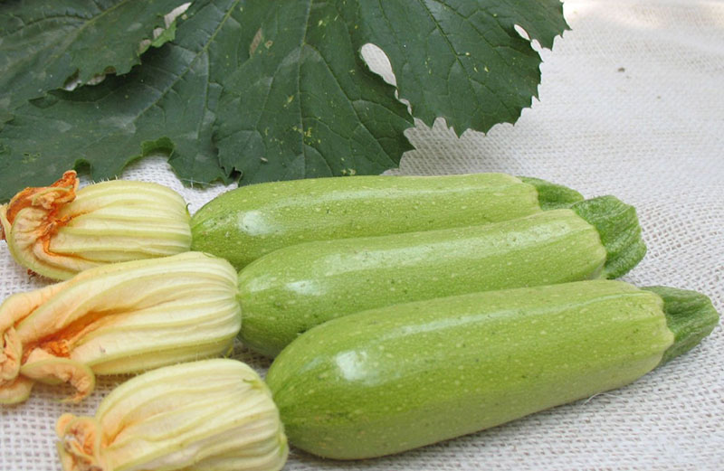 courgette oogst