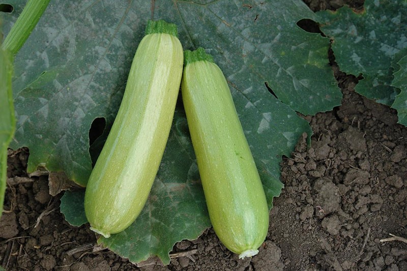 courgette oogst