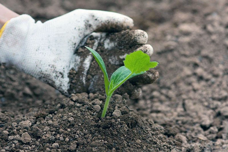 Courgetteverzorging buiten