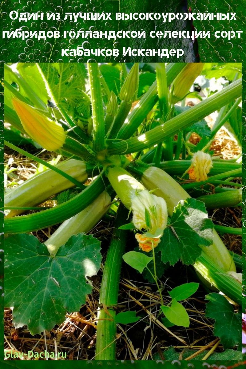 Iskander courgette variëteit