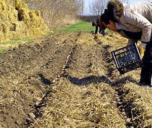 Aardappelen poten onder stro