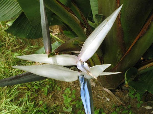 berg strelitzia bloemen