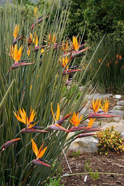 rietstrelitzia