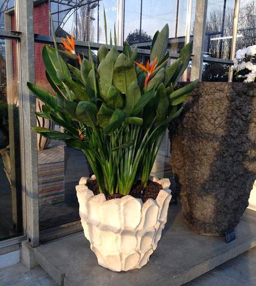 koninklijke strelitzia