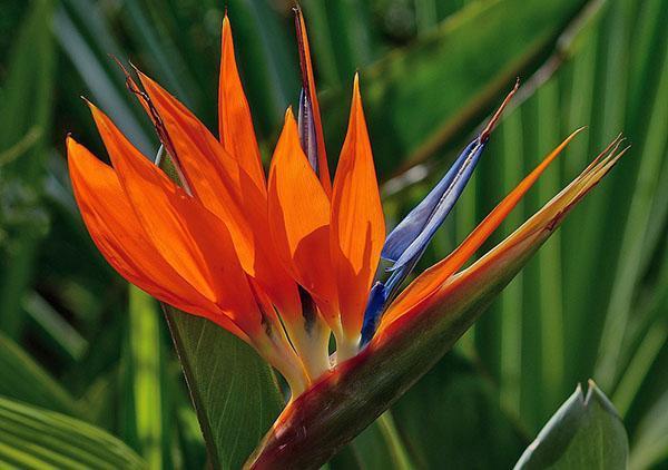 koninklijke strelitzia bloeit