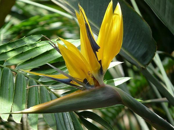 strelitzia kwaliteit Mandela Gold