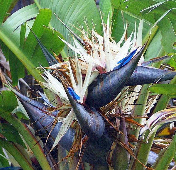 bloeiwijze van Nikolay's strelitzia