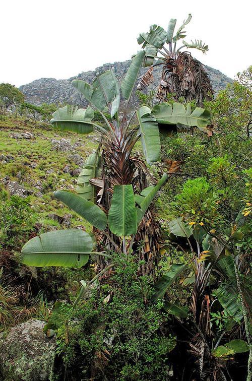 berg strelitzia