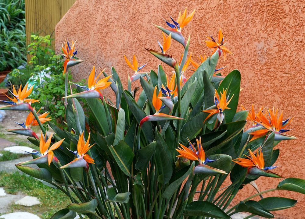 strelitzia op een persoonlijk perceel