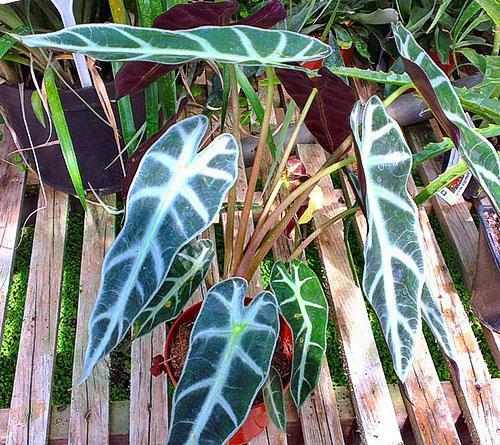 Thuis alocasia kweken