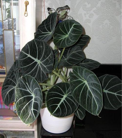 Alocasia zwart fluweel