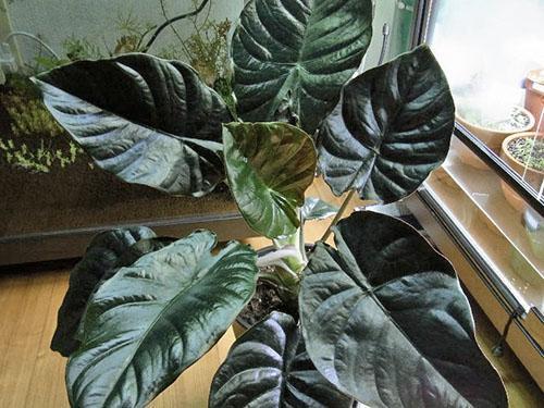 Alocasia zwarte magie