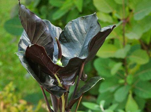 Alocasia zwarte magie