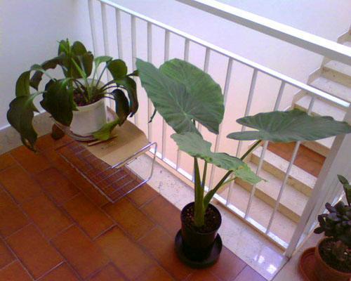 Alocasia voor thuis