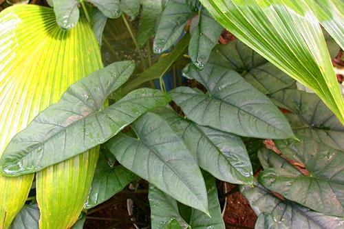 Alocasia Corazon