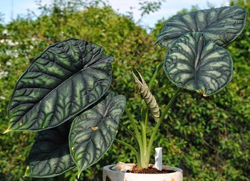 Alocasia Draak