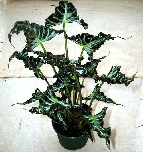 Alocasia Loco