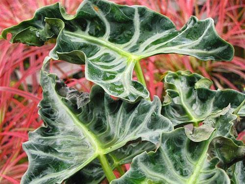 Alocasia-bladeren met een ongewone vorm en kleur