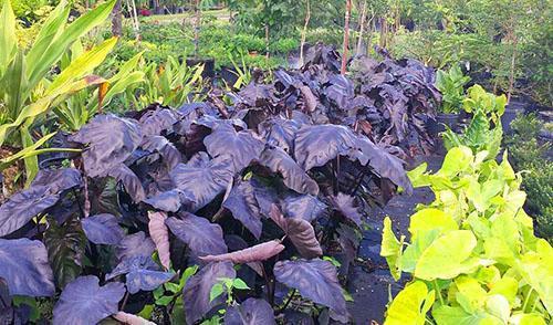 Er zijn enkele tientallen soorten alocasia in de natuur.