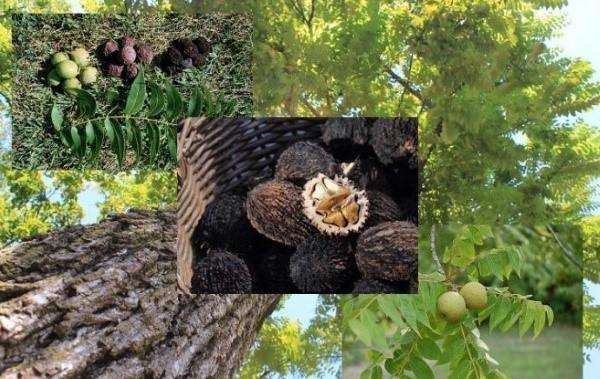 walnoot zwart planten en verzorgen