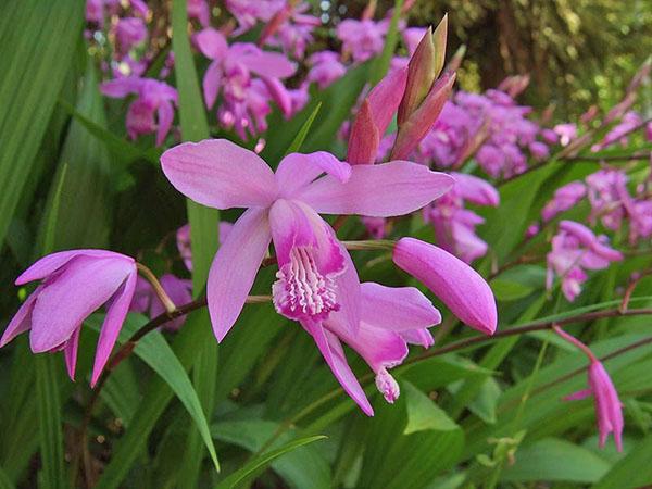 Bletilla prugasta