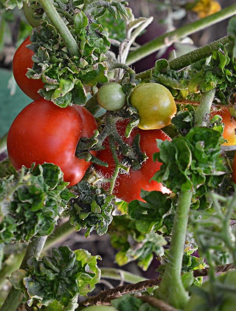 agrotehnologija uzgoja štapića rajčice