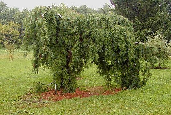 huilende pijnboom