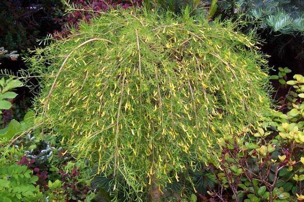 huilende acacia