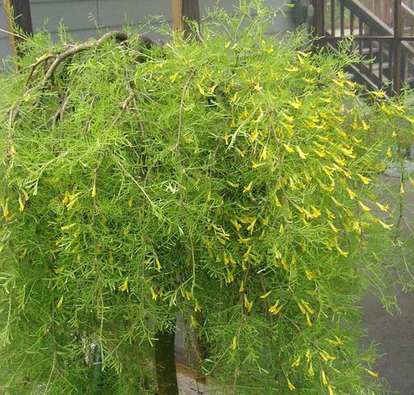 huilende acacia in de tuin