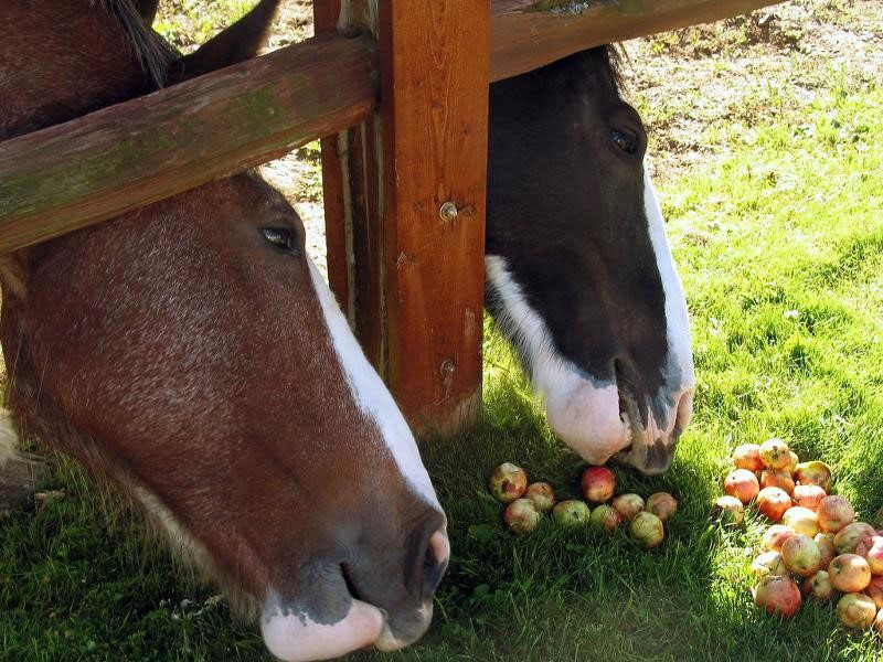 paarden behandelen met appels