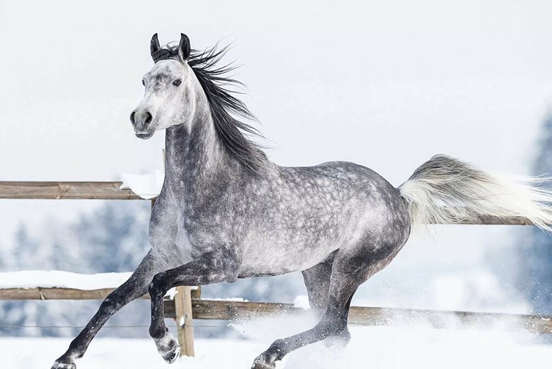 echte erfenis van de Russische paardenfokkerij