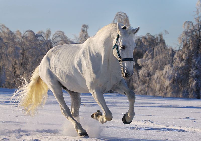 Orjol dravend paardenras