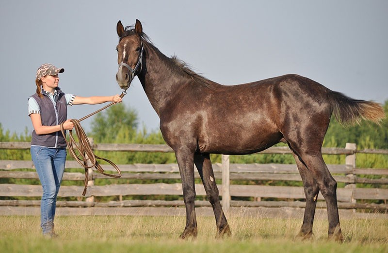 het houden van paarden van het Orjol-ras