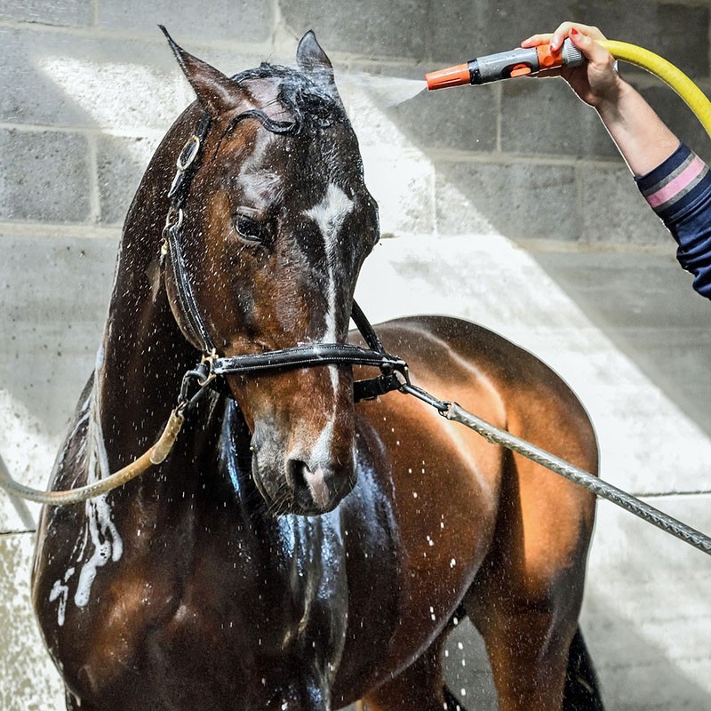 mijn paard