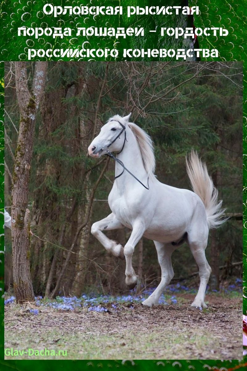 Orjol dravend paardenras